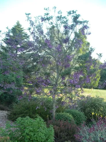 Image: Jacaranda puberula