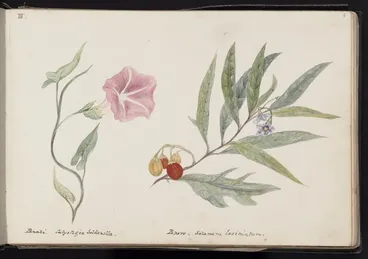 Image: III. Panahi. Calystegia soldanella. Poporo. Solanum laciniatum