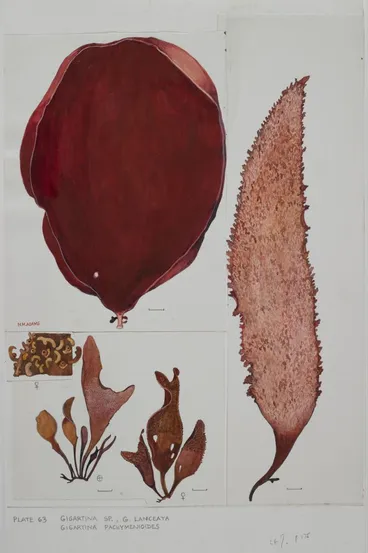 Image: Watercolour illustration of Gigartina seaweed specimens, Plate 63 from 'Seaweeds of New Zealand'