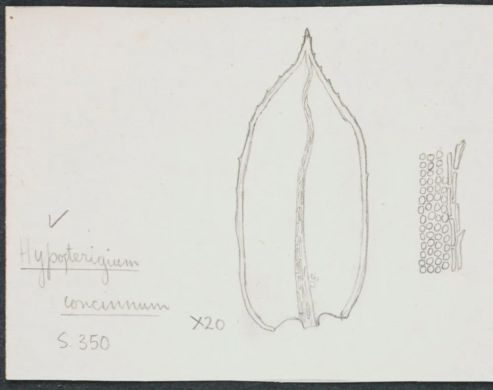 Hypopterygiaceae - Lopidium concinnum