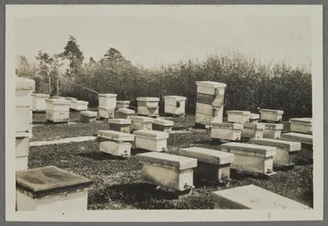 Image: [Hillary Apiary]