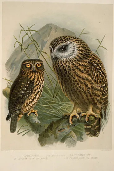 Image: Keulemans, John Gerrard 1842-1912 :Morepork, Spiloglaux novae-zealandiae; Laughing owl, Sceloglaux novae-zelandiae. (One-half natural size). / J. G. Keulemans delt. & lith. [Plate XX. 1888].
