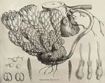 Image: Wood rose, 1859