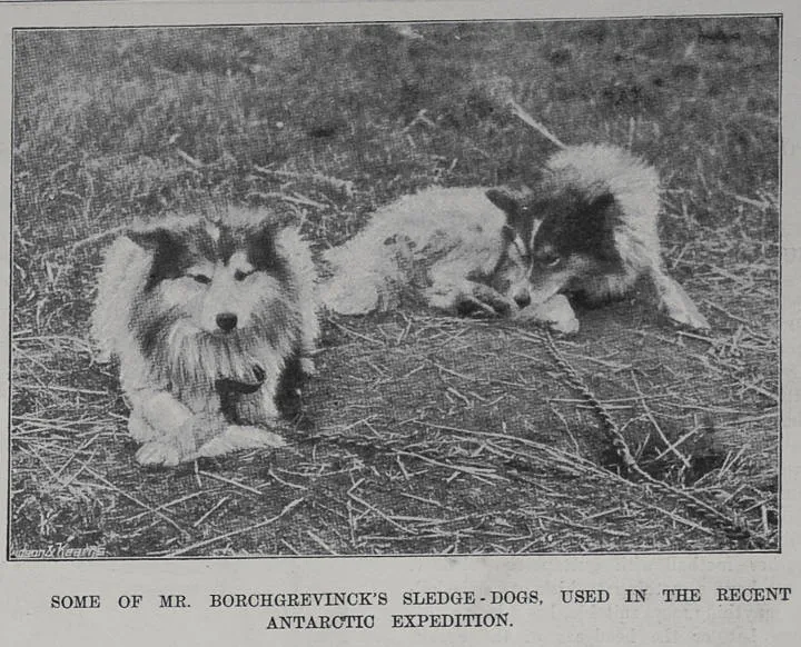 Some of Mr Borchgrevinck's sledge dogs used in the recent Antarctic expedition