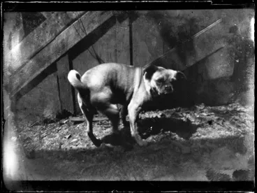 Image: Dog in the garden of The Avenue, Karangahape Road, 1902