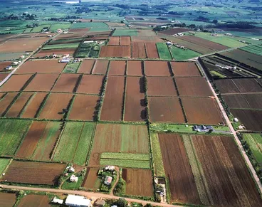Pukekohe market gardens Image: Pukekohe market gardens