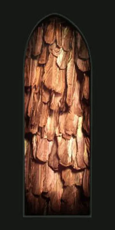 Image: Papa Hou [4 - Tui Tail Feather Cloak]