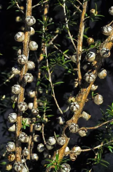 Mānuka seed capsules Image: Mānuka seed capsules