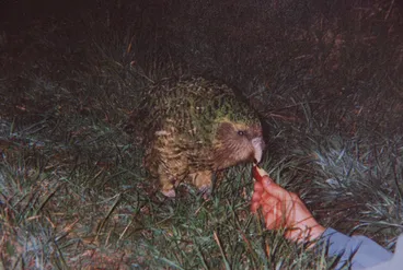Image: Kākāpō