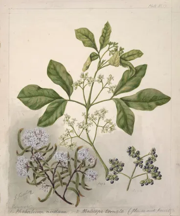 Image: [Plebalium nudum; Melicope ternata]