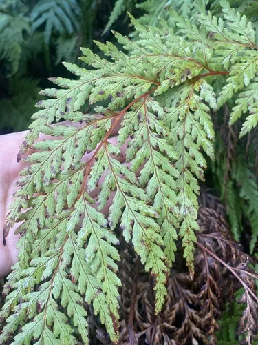 Loxsoma cunninghamii