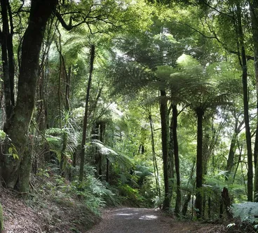 Image: Maungatautari, Waikato, New Zealand