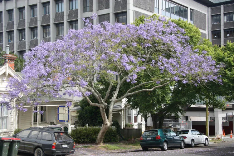 Jacaranda tree, 7 Glasgow Terrace, Grafton, 2009