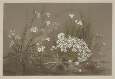 Image: Harris, Emily Cumming, 1837-1925: Celmisia longifolia, lingusticum aromaticum, libertia ixioides, pimelea suteri, claytonia australasica [1890s?]