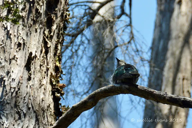 Shining Cuckoo - Pipiwharauroa