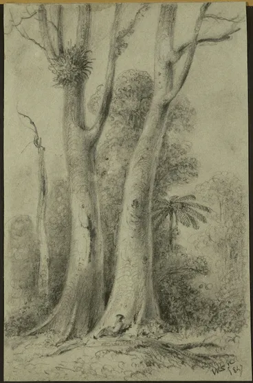 Image: Swainson, William, 1789-1855 :Dead Puekatea tree, Hutt forest, 1847