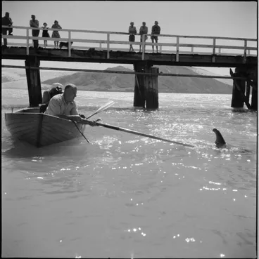 Image: Opo the dolphin, Opononi