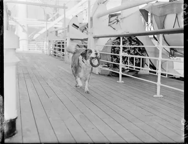 Image: Dog on the Port Auckland