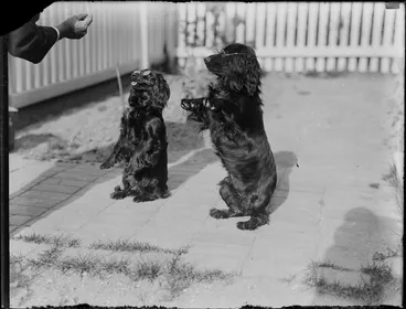 Image: Two Spaniel dogs wearing spectacles and standing on their hind legs