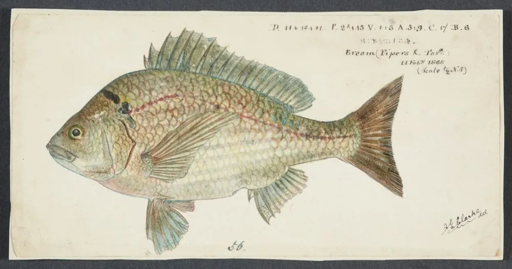Acanthopagrus butcheri (Tas) : Black bream