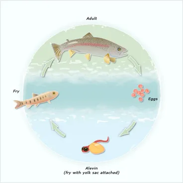 Image: Rainbow trout life cycle