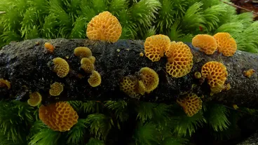 Favolaschia calocera Image: Favolaschia calocera