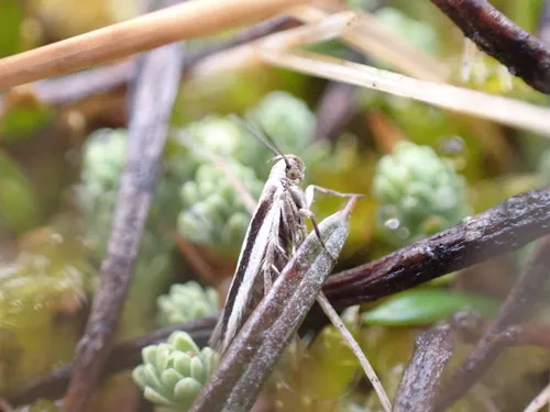 Kiwaia monophragma