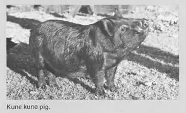 Image: Kune kune pig