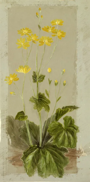 Image: Harris, Emily Cumming, 1837-1925: [Ranunculus insignis. 1890s?]