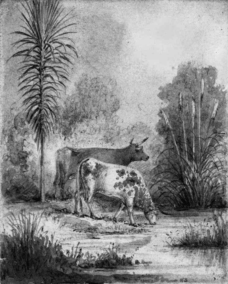 Swainson, William : Young cabbage tree - Our cows Hawkshead 1847. Drawings & Prints Collection, Reference No. A-187-049 Alexander Turnbull Library, Wellington, New Zealand