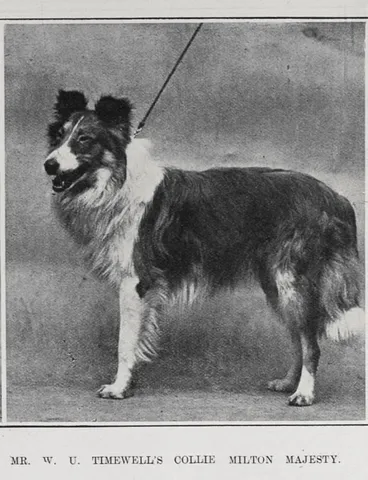 Image: MR. W. U. TIMEWELL'S COLLIE MILTON MAJESTY