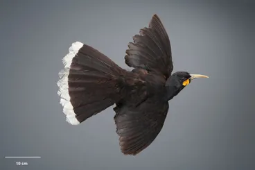 Image: Huia, Heteralocha acutirostris