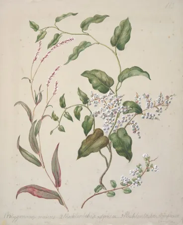 Image: [Polygonum minus; Muhlenbehia adpressa; Muhlenbehia compressa.]