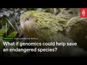 Image: What if genomics could help save an endangered species? | RNZ