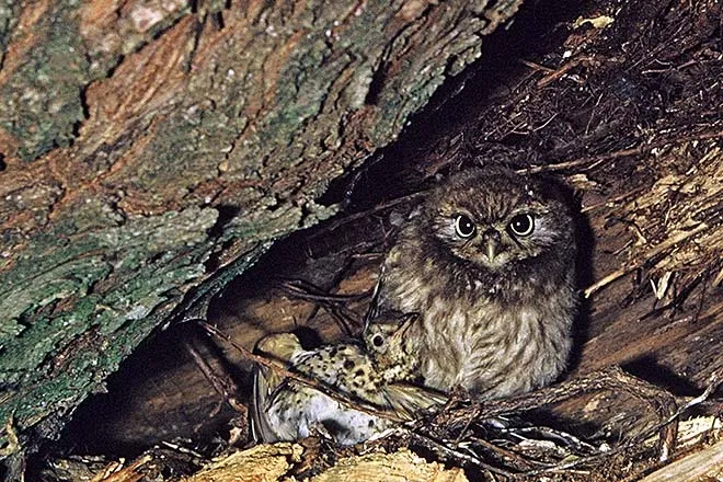 Little owl with dead thrush