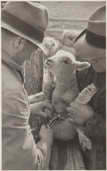 Image: Two men docking lamb, Waipukurau