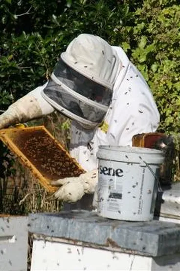 Image: Bob Hall working with beehives : digital image