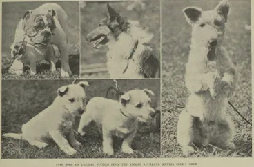 Image: Fine dogs on parade: studies from the recent Auckland Kennel Club's show