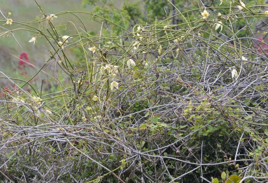 Clematis afoliata Buchanan - leafless clematis