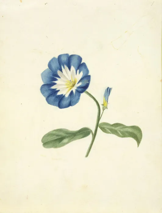 [Hetley, Georgina Burne] 1832?-1898 :[Convolvulus, Madeira, ca 1889?]