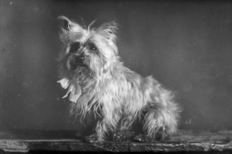 Portrait of a dog, 1909