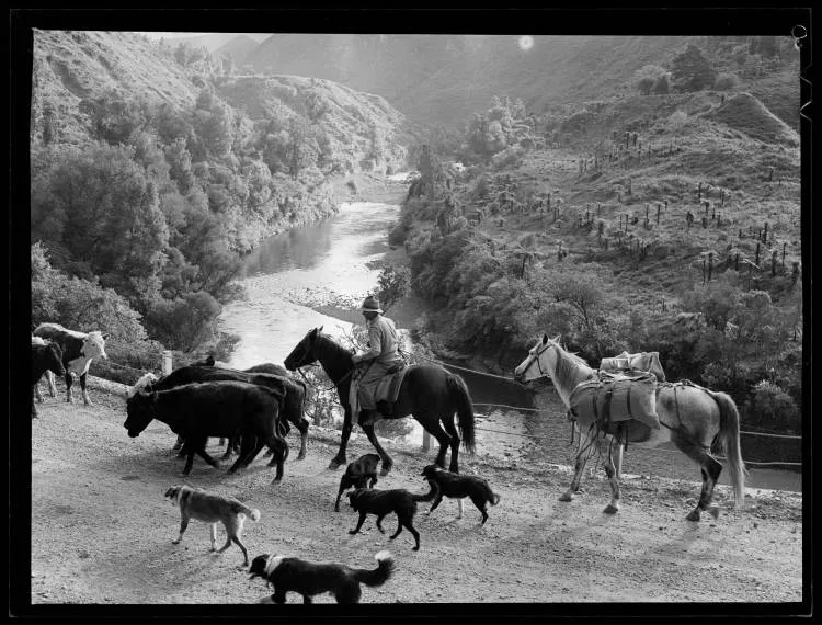 Cattle herding, Katikati, 1951