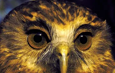Image: Ruru (morepork)