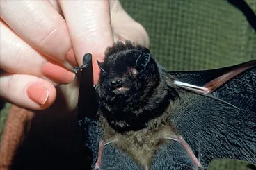 Image: Long-tailed bat