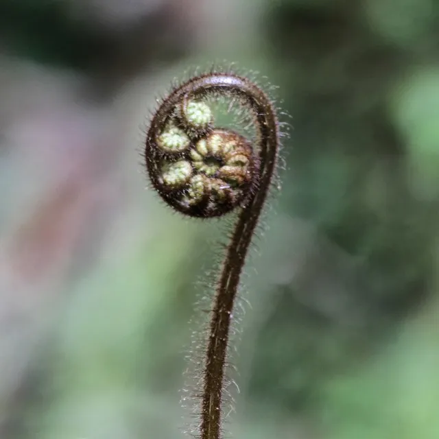 New fern growth; The Koru   Mt Pirongia, NZ