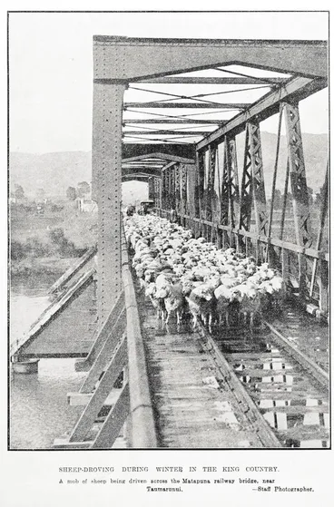 Image: Sheep- Droving During Winter in the King Country