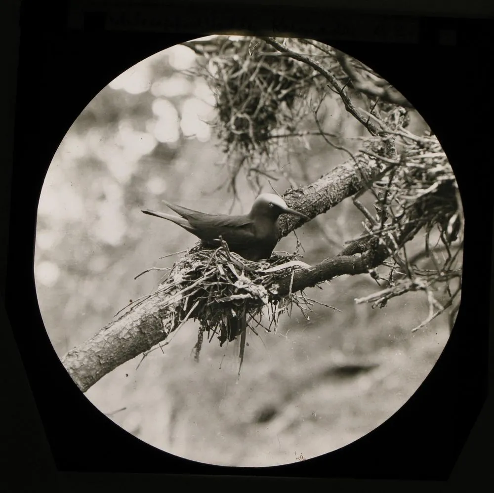White-capped Noddy, Kermadec Islands