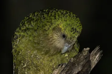 Image: Kākāpō