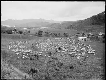 Image: Sheep farm, Northland