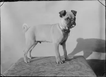 Image: Male pug dog, probably Christchurch